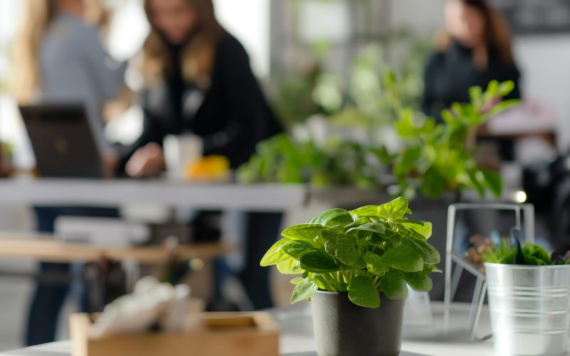 Potted Plant in Focus Near Business Team in Modern Office Environment.